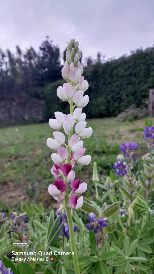 Casa L&M Lejlighed Lajes das Flores Eksteriør billede